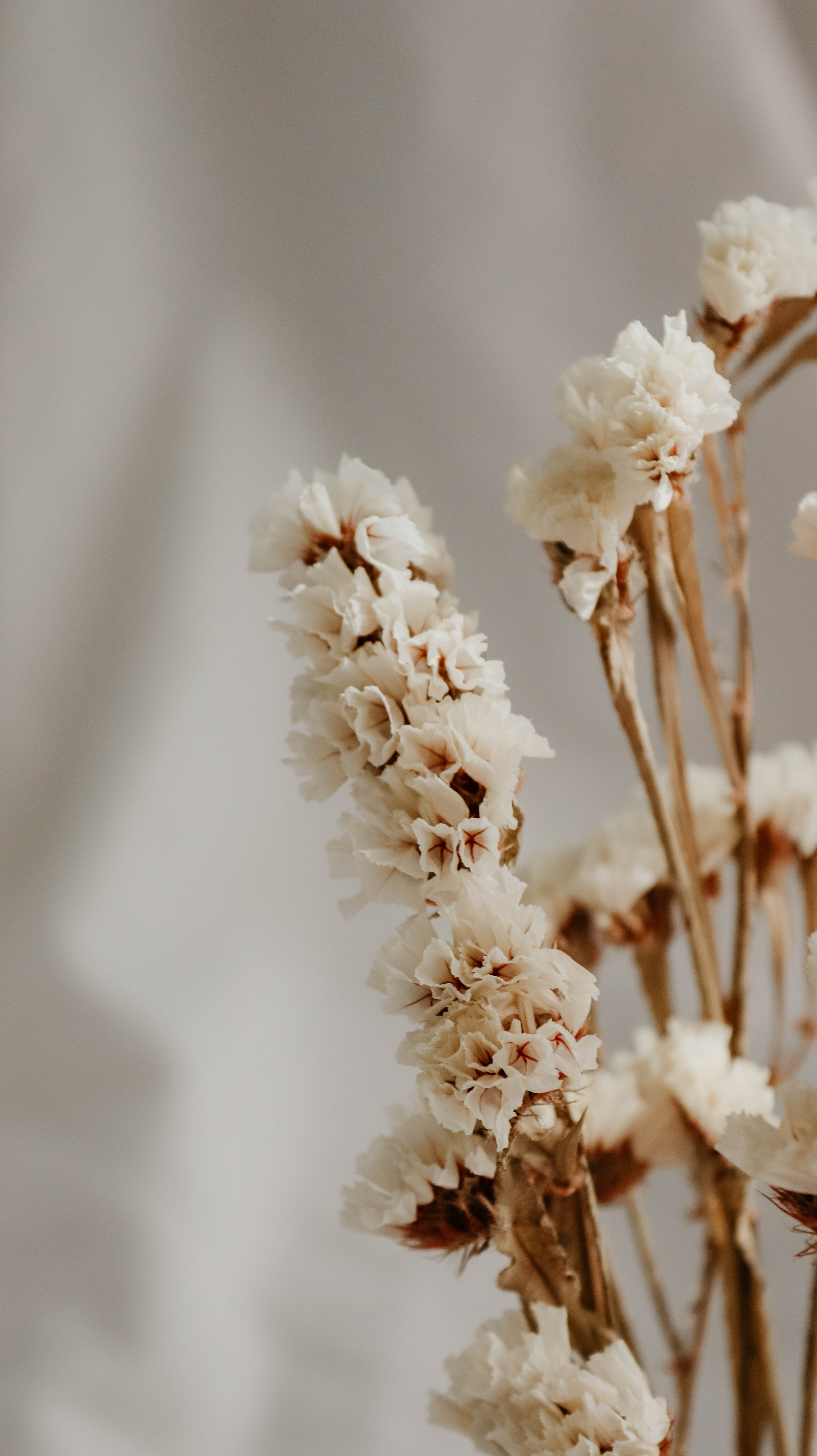Clusters of Small White Dried Flowers